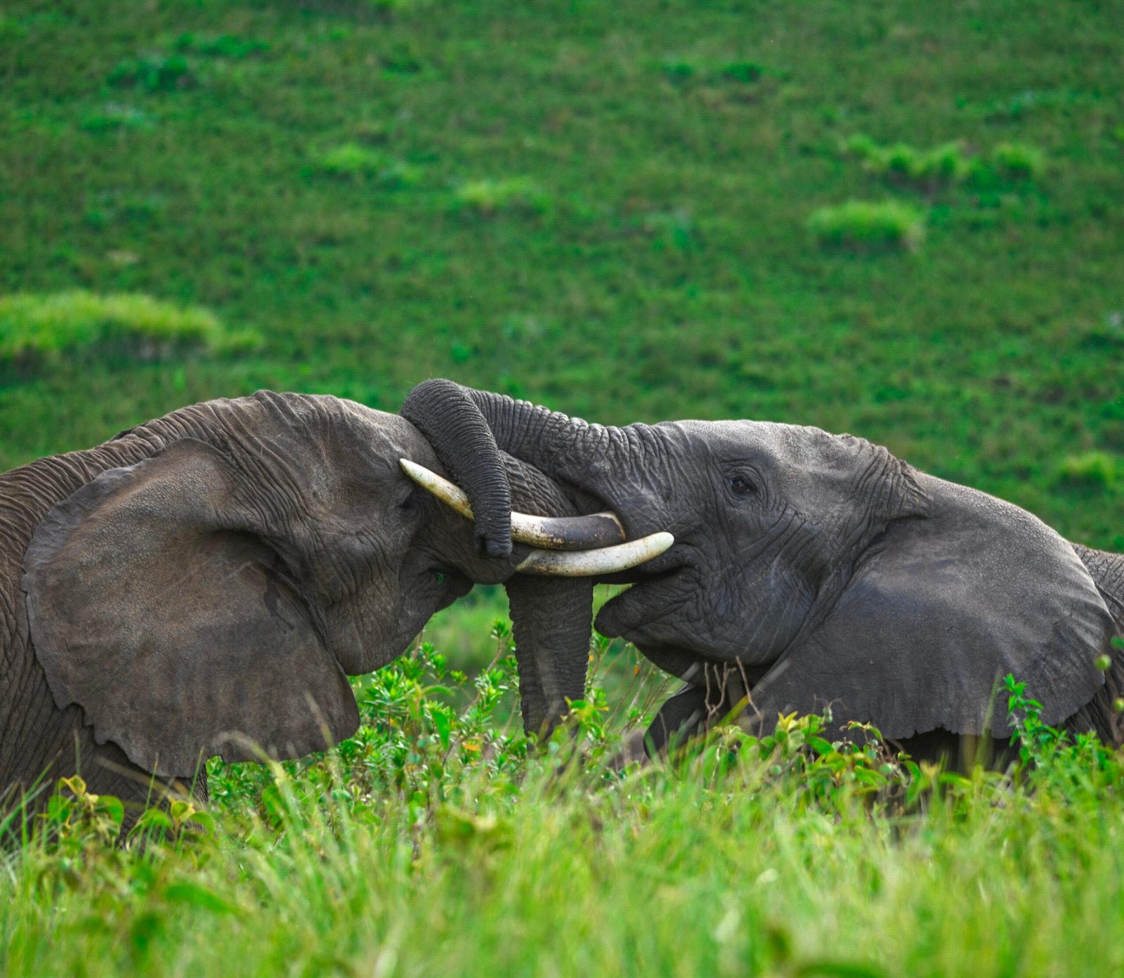 52227196674 43664b979a o