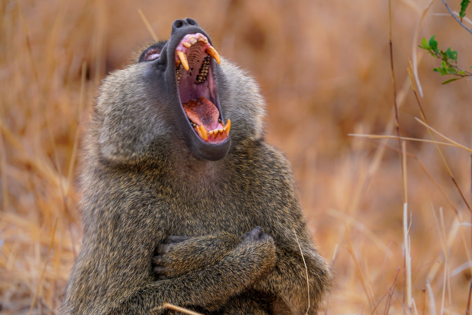 52309891104 690fc35a65 o