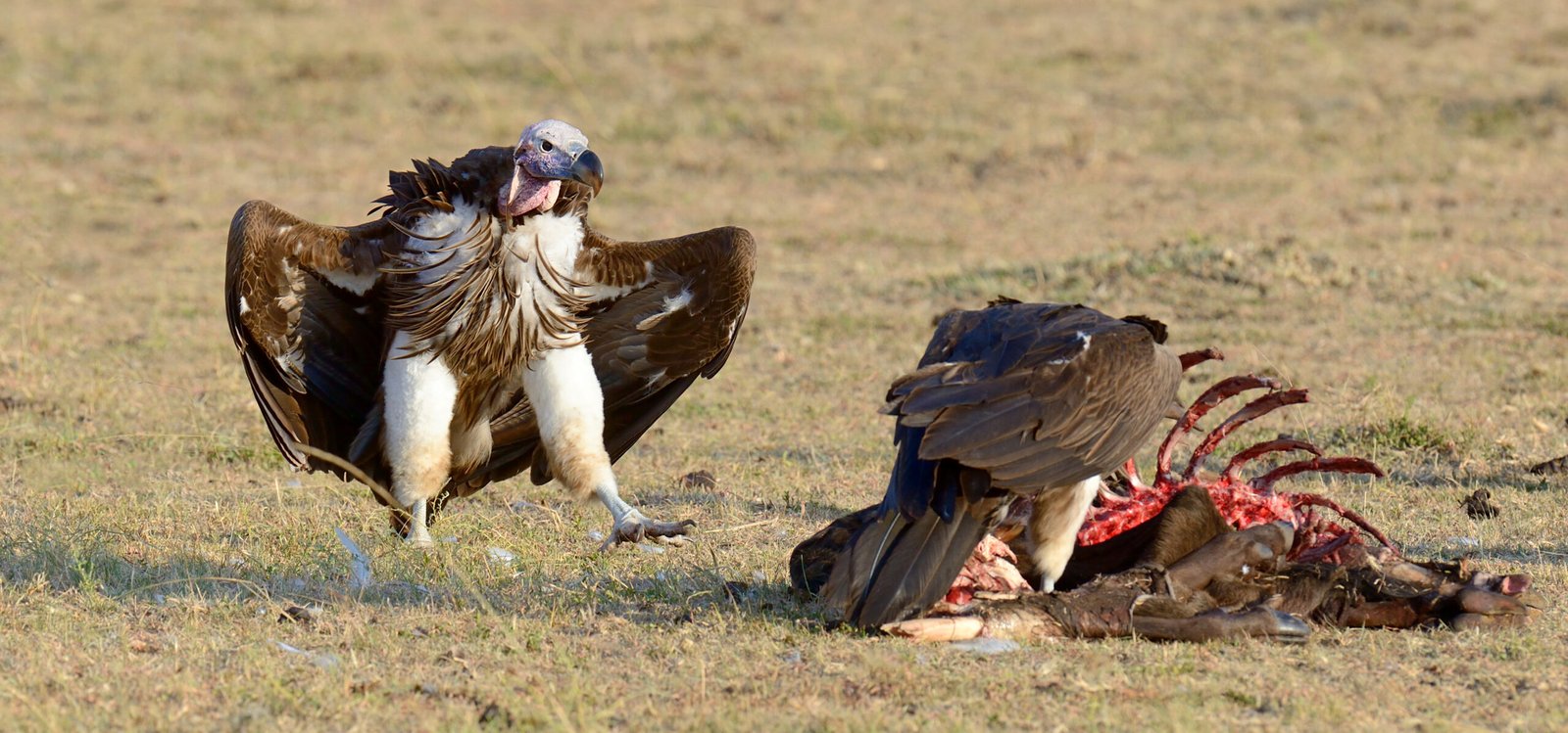 vulture feeding on a kill