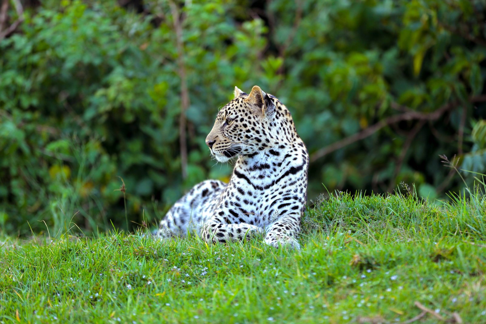 jaguar